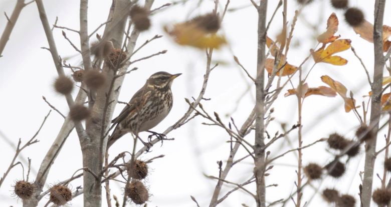 �������ְ�ü��� ϵʡ���״μ�¼