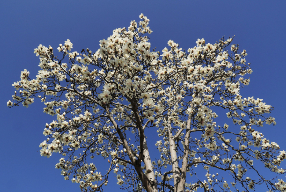 �º���԰��������