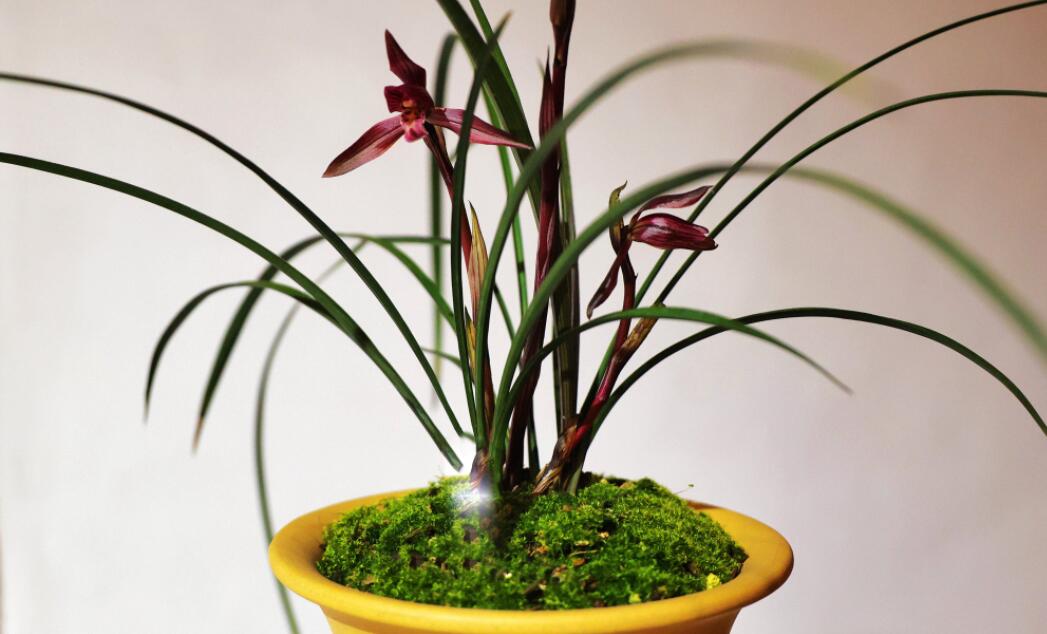 �޳�����