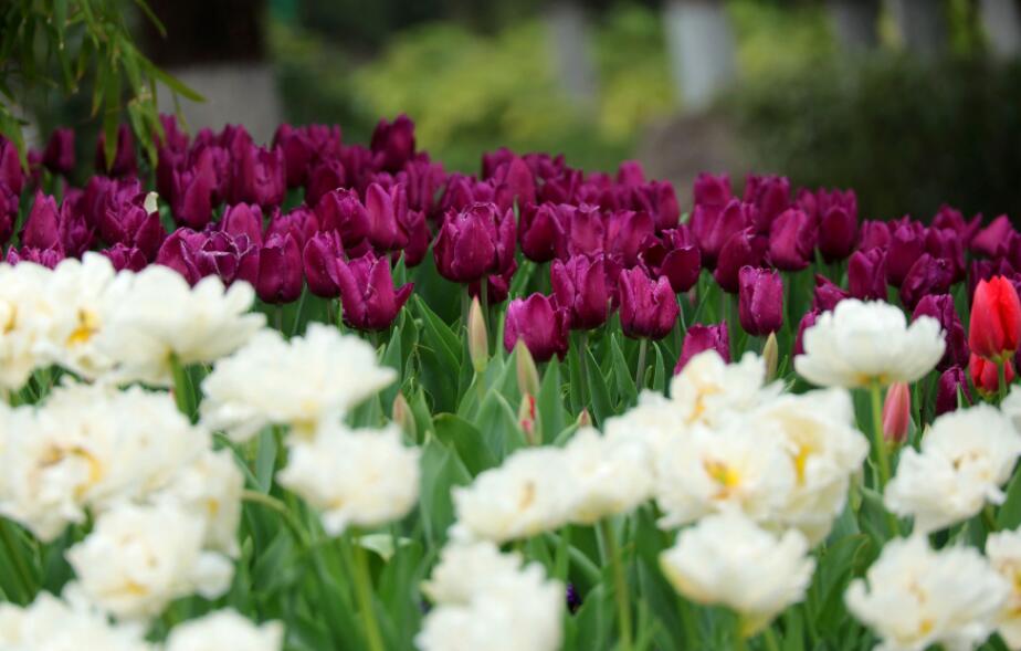 �պ�������