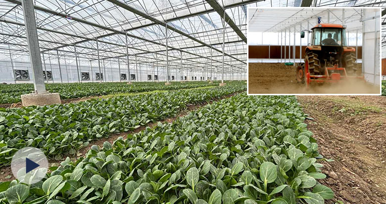 ����Ĵ����е�� 5���˸㶨250Ķ��ë��