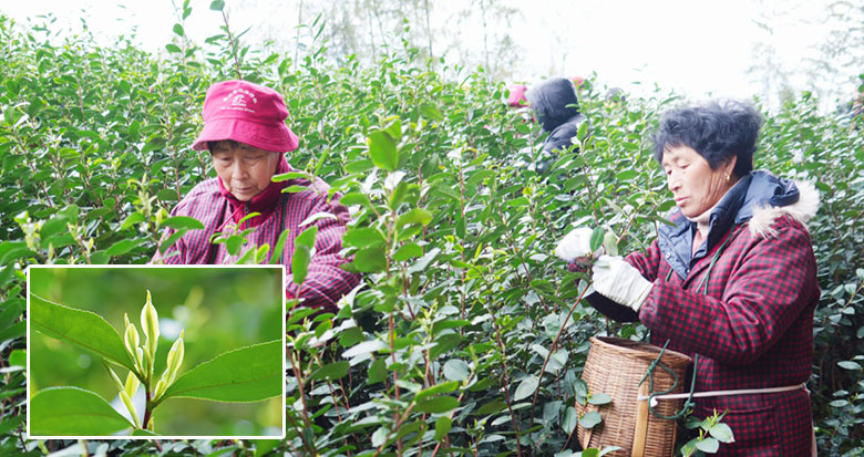 ��ɽ��������ţ�硱���ɣ�ȫ��Ͷ�����輸��