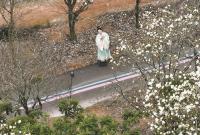 ��Ķ������ʢ�� ��ɽ����ѩ��������