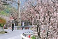 ɽ�廨��������