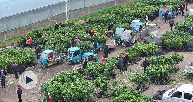 ���ڴ����� ��ɽ������ľ��������