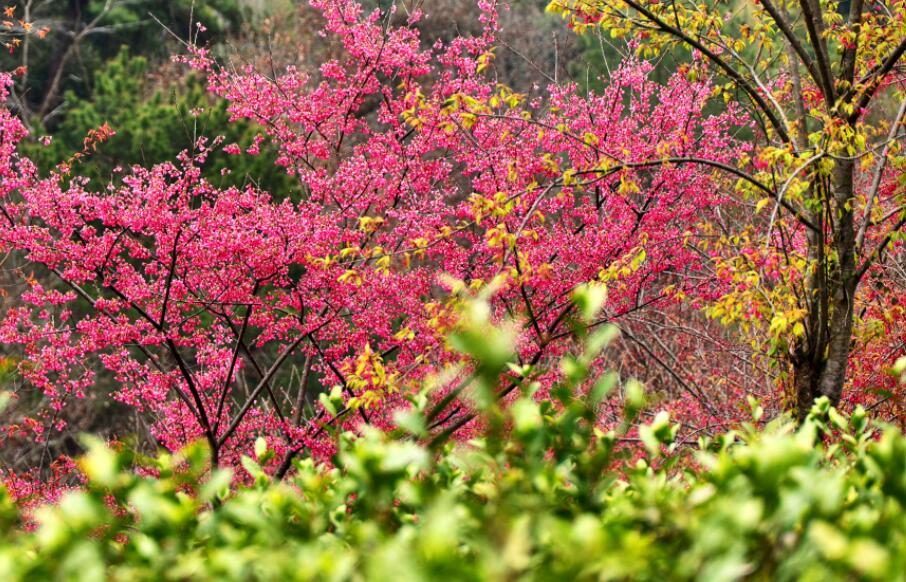 ��ɽ��ӣ��