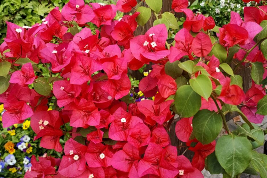 �����º�