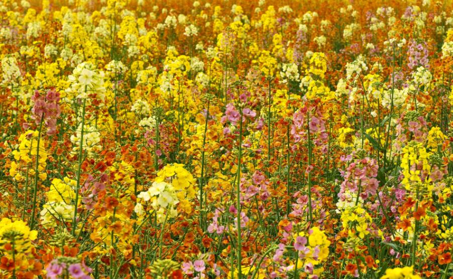 �����߲��Ͳ˻��ͷ�����