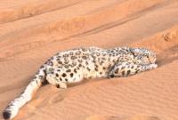 ��Ϊ������һѩ�������½�ɳĮ ���ػ�Ӧ