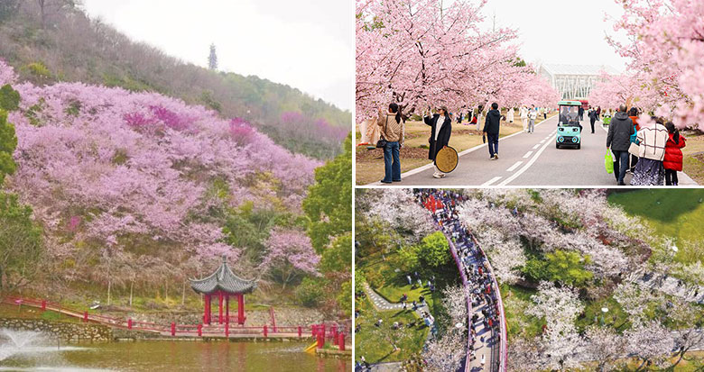 宁波进入樱花最佳观赏期 “赏樱天花板”都在哪里?