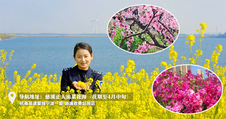 花海深处藏着古村、风车与烟火 宁波高速赏花路线来了