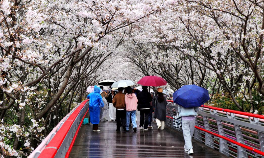 ����ӣ��