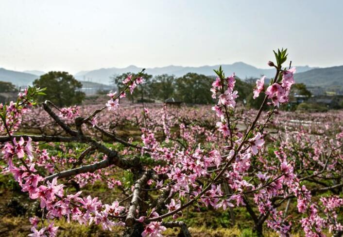 ðͷ�һ�ʢ������ɽ�ۺ��续