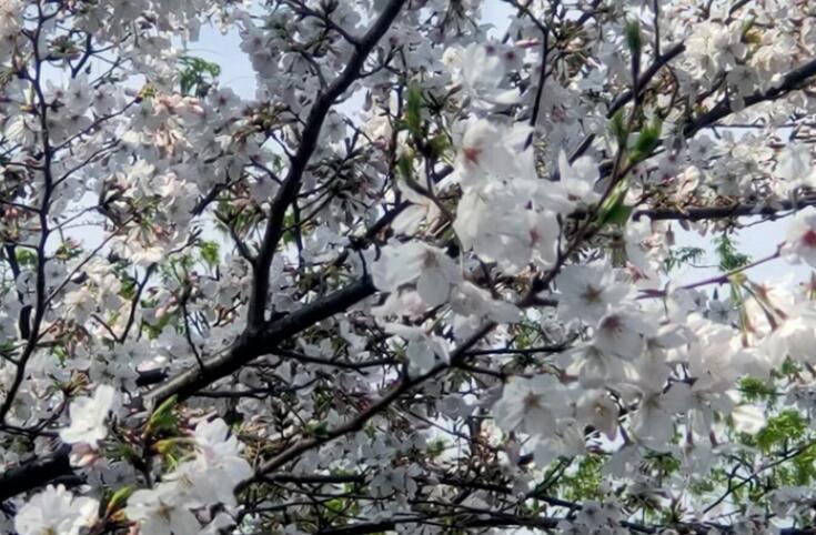 ��������ӣ��������