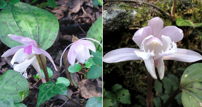 ��������������Ұ����Ⱥ��������