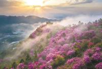 ��ɽ�ž����۴�