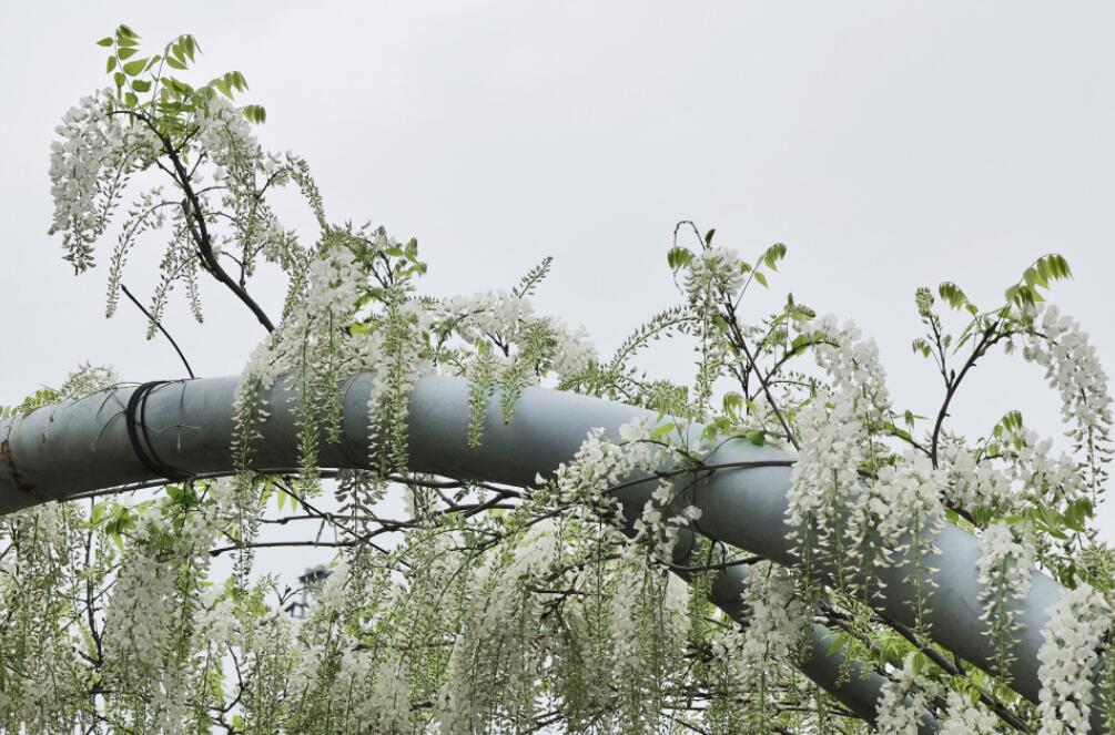 �������ɫ�����ٻ���