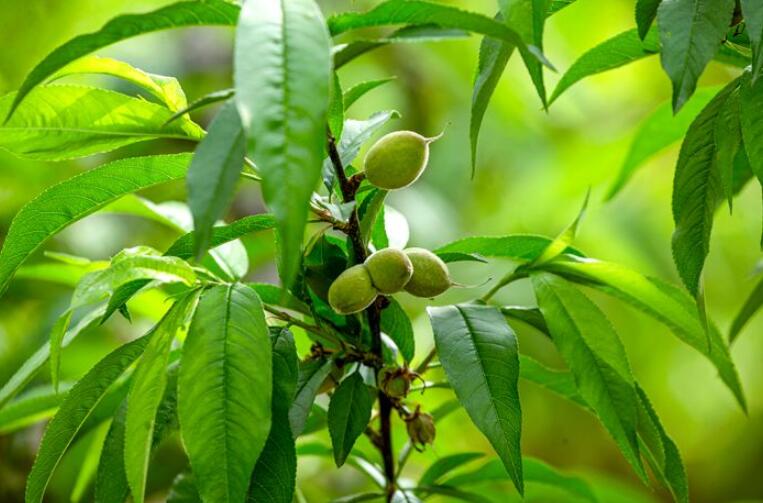 ����ë�ҳ����ɣ���ɬ��͸�ž�ǿ