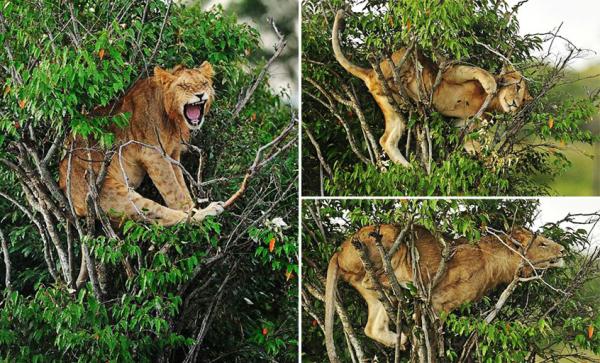 树是什么动物呢 3661284_944369.jpg