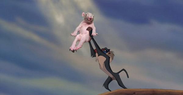 澳获救袋熊宝宝引PS狂潮 变身网络明星-reddit,可获得,狮子王,获胜者,photoshop-中国宁波网-旅游